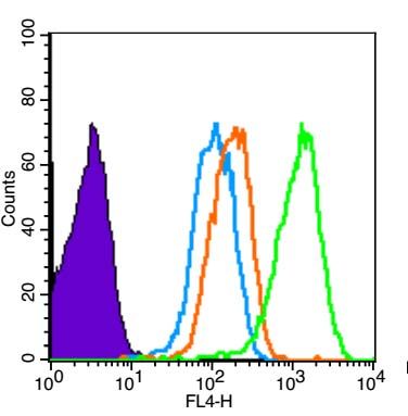 phospho-CDKN1A/p21 (Thr145)磷酸化