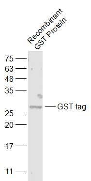 GST tag antibody