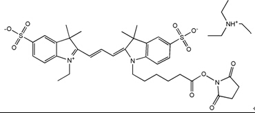 SY0566型FITC标记鬼笔环肽销售