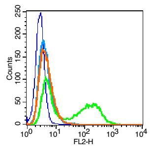Connexin 43间隙连接蛋白43抗体