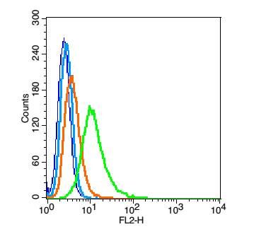 Gbx2肠和大脑特定同源蛋白2抗体