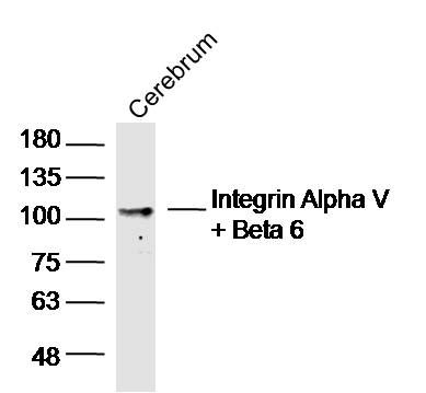 Integrin Alpha V + Beta 6整合素αV
