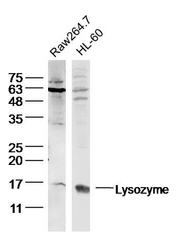 Lysozyme溶菌酶抗体