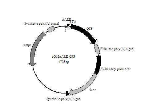 STAT3-GFP报告基因质粒折扣价
