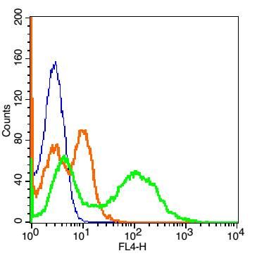 CD239 B细胞粘附分子CD239抗体
