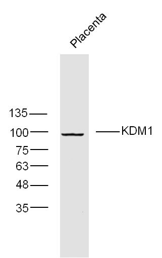 KDM1/LSD1 antibody