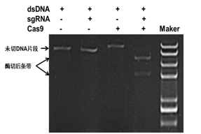 Cas9核酸内切酶