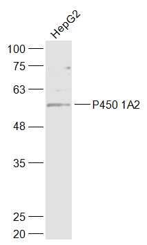 P450 1A2细胞色素P450 1A2抗体