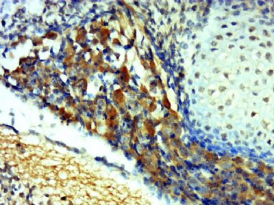 Cyclin B1周期素B1抗体