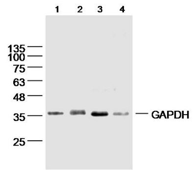 GAPDH-Loading Control 3-磷酸甘油醛脱