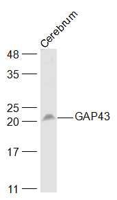 GAP43神经生长相关蛋白43抗体