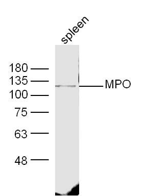 MPO antibody