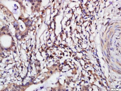 PSMG1蛋白酶体组装分子伴侣1抗体