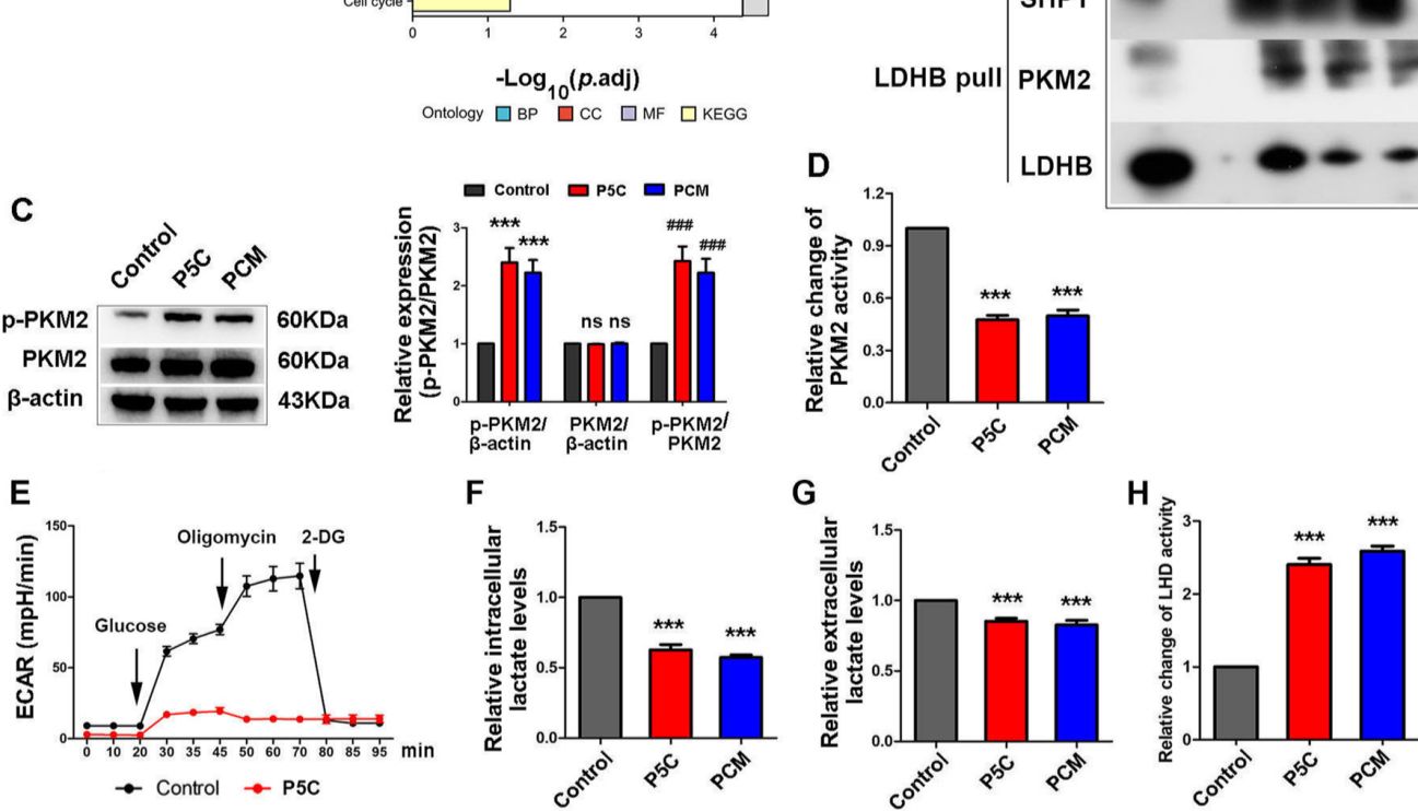生化检测 | 糖代谢在癌症治疗中的应用