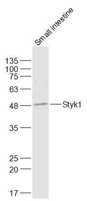 Styk1 antibody