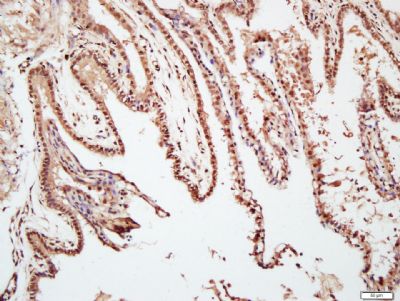 TAZ转录共激活因子TAZ抗体