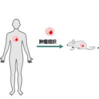 PDX 模型构建与体内药效服务