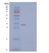 小鼠外生骨疣样蛋白2(EXTL2)重组蛋白N-6His