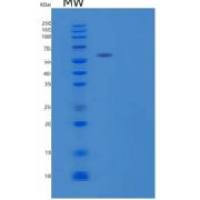人LAMP1/CD107a重组蛋白C-Fc