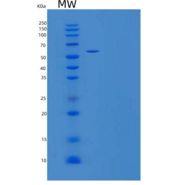 小鼠信号调节蛋白α-1/SIRPA/CD172a重组蛋白C-MIgG2a
