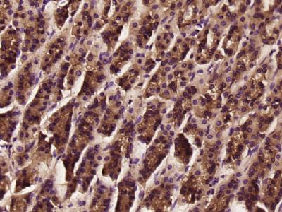 TNMD腱调蛋白/软骨调节素样1蛋白抗体