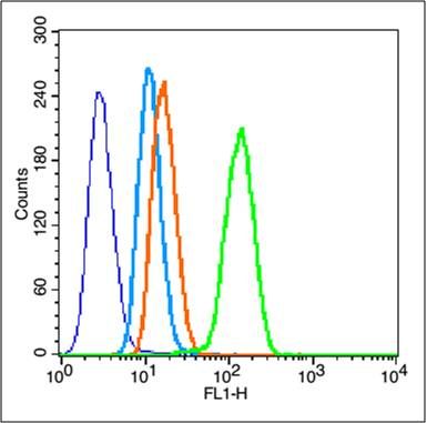 Caspase 3 precursor半胱天冬酶-3酶原抗体