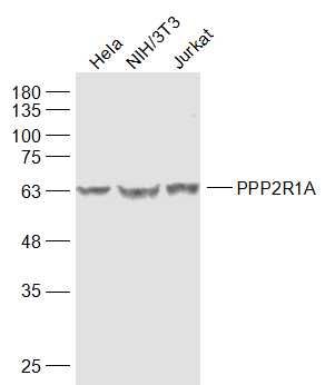 PPP2R1A antibody