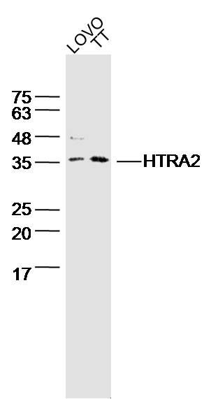 HTRA2 antibody