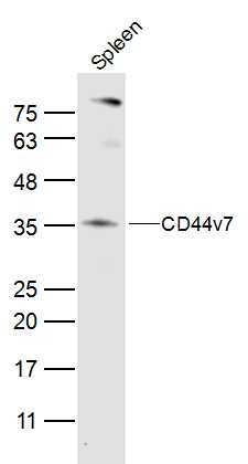 CD44v7 antibody