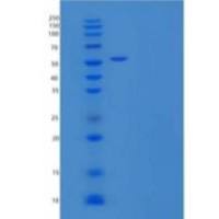 人内皮细胞粘附分子(ESAM)重组蛋白C-Fc