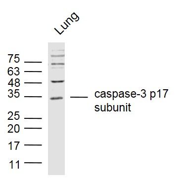caspase-3 p17 subunit antibody