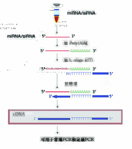 miRNA cDNA第一链合成试剂盒反应流程