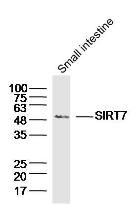SIRT7 antibody
