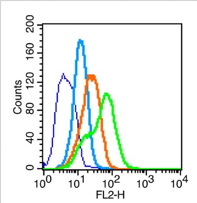 Nephrin antibody