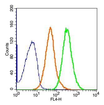 PRAME黑色素瘤优先表达抗原抗体