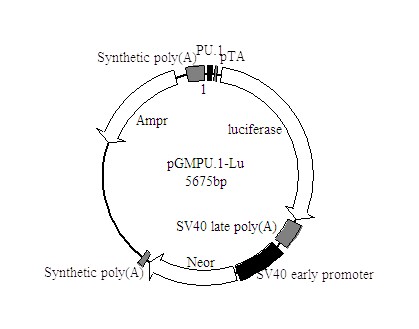PU.1-Luc荧光素酶报告基因质粒库存