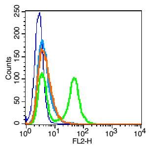 Dopamine Receptor D1多巴胺受体D1抗体