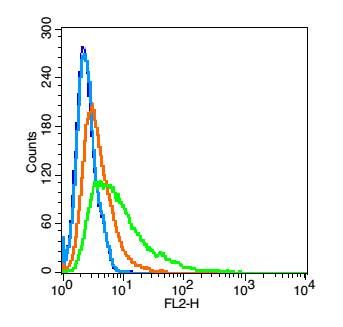 Polycystin 1多囊肾蛋白1抗体