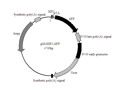 HIF-1-GFP报告基因质粒特价促销