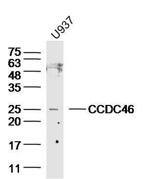 CCDC46 antibody
