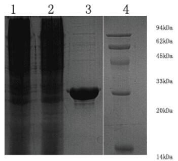 GST标签蛋白纯化柱