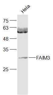 FAIM3 antibody