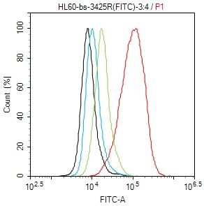 Phospho-Smad3 (Ser423 + Ser425