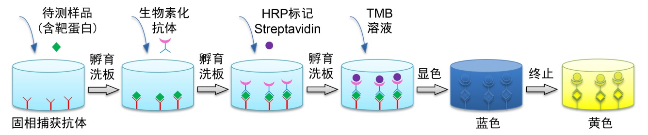 Mouse IL-1β ELISA Kit小鼠白细胞介素1β