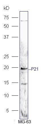 CDKN1A/P21 antibody