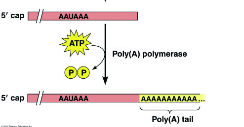 在各种多聚核糖核酸的3´末端聚合A碱基的反应