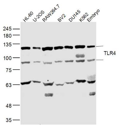 TLR4 Toll样受体4抗体
