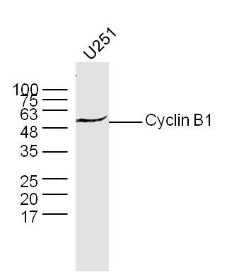 Cyclin B1周期素B1抗体