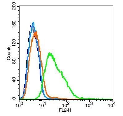 BTN2A1嗜乳脂蛋白2亚型A1抗体