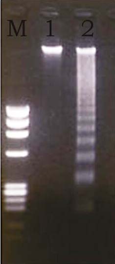 凋亡DNA提取试剂盒